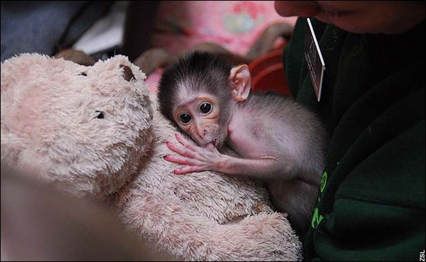 It's a white-naped mangabey monkey, recently born at the London Zoo. After complications during the birth, it's being raised by a zookeeper and a teddy bear.