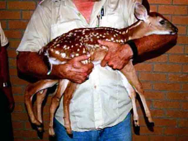 The injuries sustained during the attack required the surgical amputation of its second tail. It is postulated that the fawn had an identical twin that never fully formed.