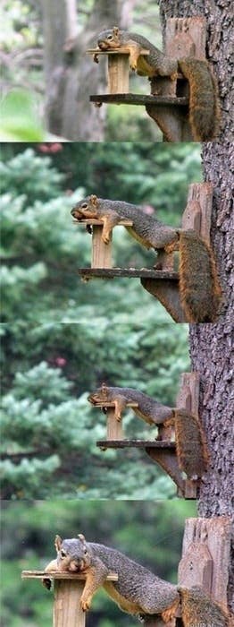 Incredibly Lazy Squirrel