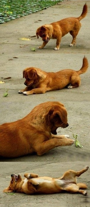 Different species, playing together. Hope for all of us.