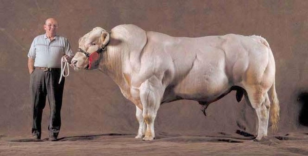 And they have huge asses! It's as if Arnold Schwarzenegger and Kim Kardashian had cow babies.