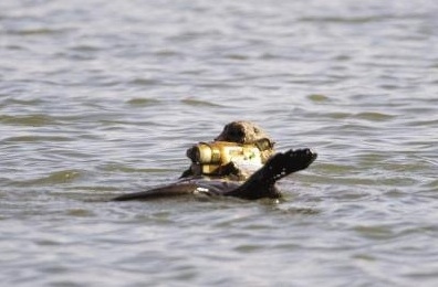 Nope, not a hallucination. Just an otter, making a documentary. Like you do.