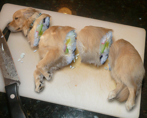 sushi puppy