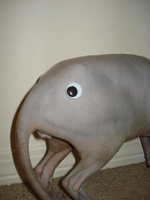It's clearly pretty evil, but it also appears to be tame. Is it some kind of domestic elephant?