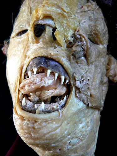 Mmm! Hungry for chicken skin.