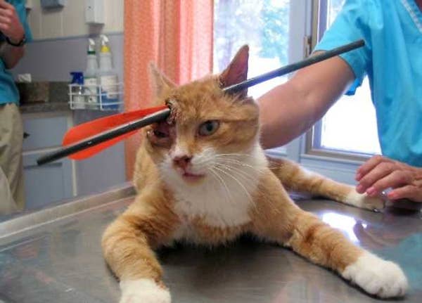 Miracle Cat With Arrow In Its Head Wrestlers who died in the ring. buzzfeed