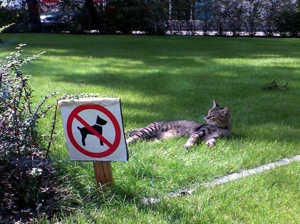 Either way, clever cat.