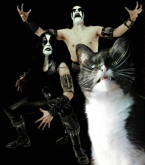 death-metal-cat-16217-1268420508-52.jpg