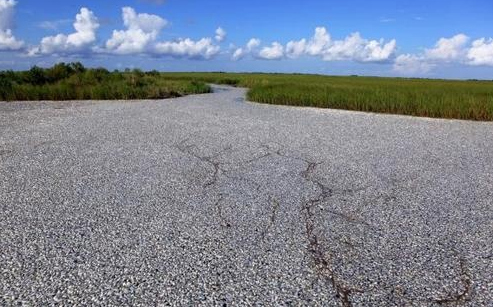 According to Jalopnik: "This may look like a rural gravel road, but it's not. It's the surface of a Louisiana waterway covered with hundreds of thousands of dead fish, crabs, eels and stingrays — even a dead whale." (Click through for more pics.)