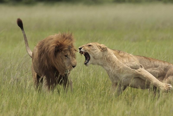 The male lion got a little too curious ...