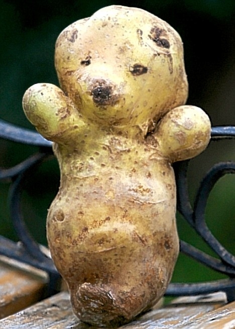 potato teddy bear