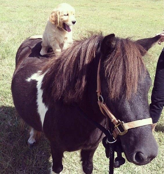 Image result for puppy on horse