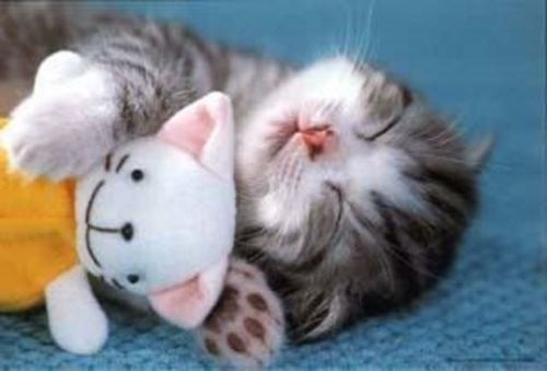 Sleeping Baby Kitten [PIC]