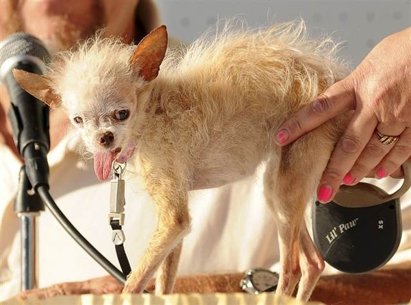 His short tufts of hair, protruding tongue, and long, seemingly hairless legs were enough to earn the two-pound chihuahua theWorld's Ugliest Dog competition in Northern California yesterday.