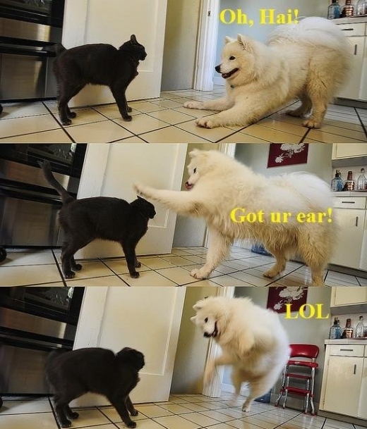 I'd like to see more of his interactions with this cat.