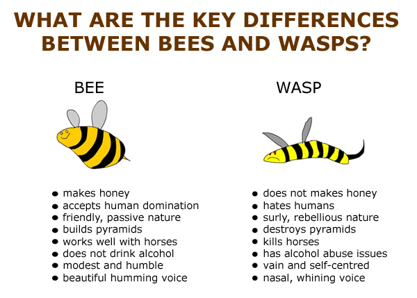 The Key Differences Between Bees (good) And Wasps (evil). [PIC]