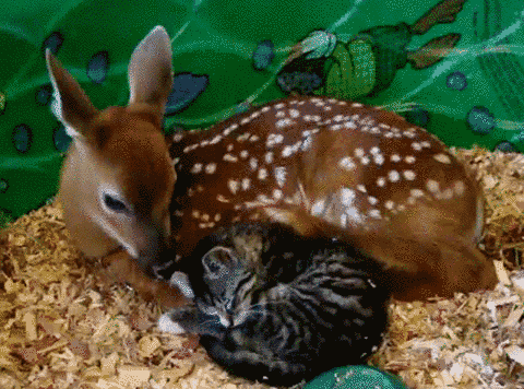 Cute GIFs - The Best GIF Collections Are On GIFSEC