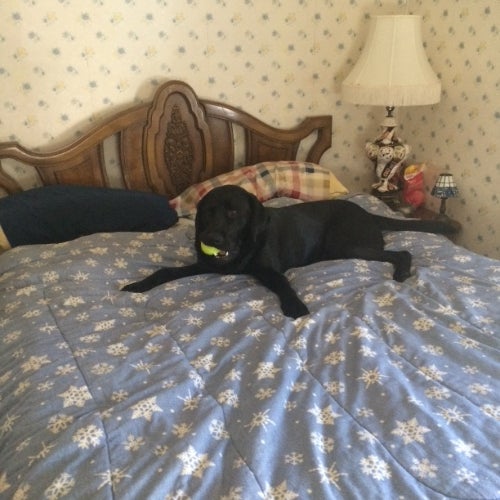 BuzzFeed profile picture for @labrador