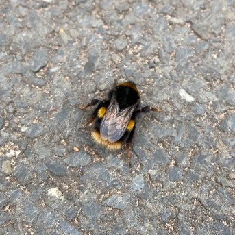 bumblebee's avatar