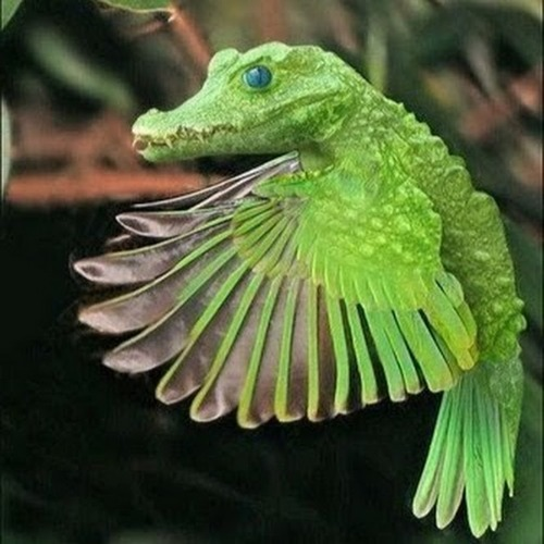 floatingalligator821