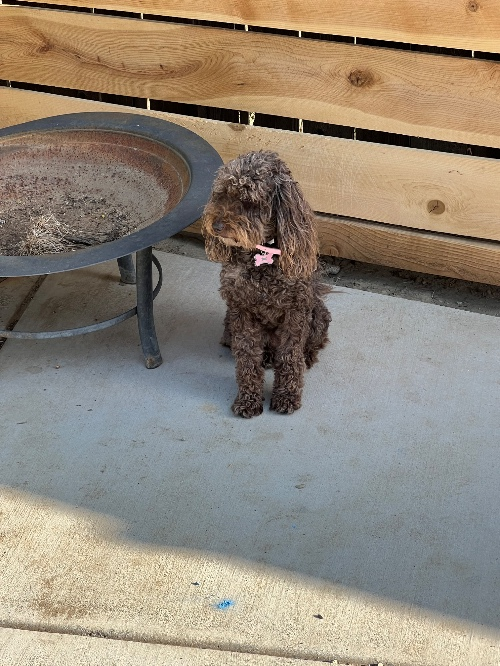 Beyoncé Fan 1 And 2