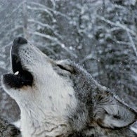 Howling_Wolves's avatar