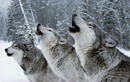 Howling_Wolves