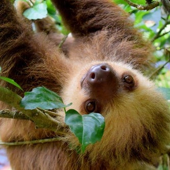 Sloth Girl's avatar