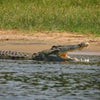 crocodilequizzes