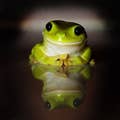 froggo4life