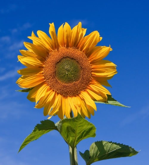 sunflower's avatar