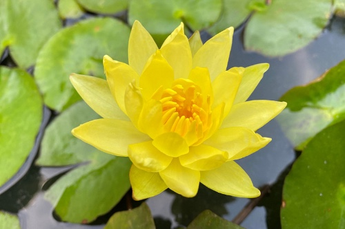 yellow_waterlilies