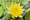 yellow_waterlilies