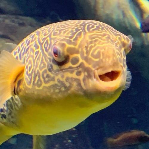 BuzzFeed profile picture for @fishes