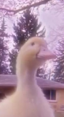 ☺AcousticSounds☺