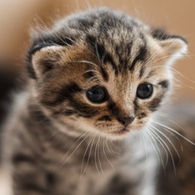 ilovecutecats on BuzzFeed