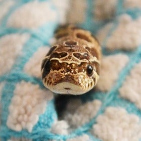 snakes_are_so_cute's avatar