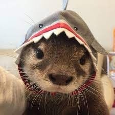 otter's avatar