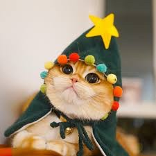 magiccatz