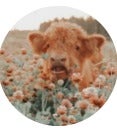 BuzzFeed profile picture for @highland