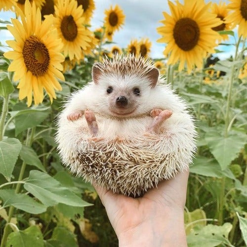 BuzzFeed profile picture for @inquiry