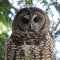 Northern Spotted Owl Breeding Program