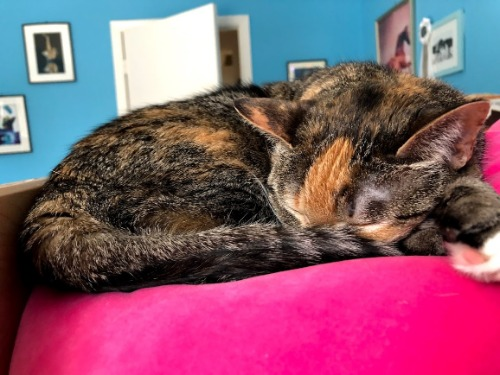 lafanimalgirl
