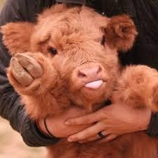 BabyHighlandCows4Ever