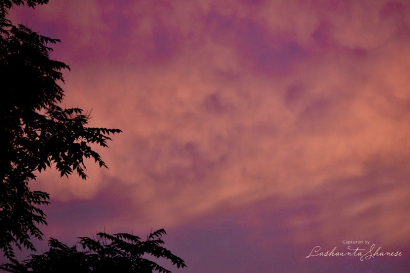 Silhouette of trees with a purple and orange background.