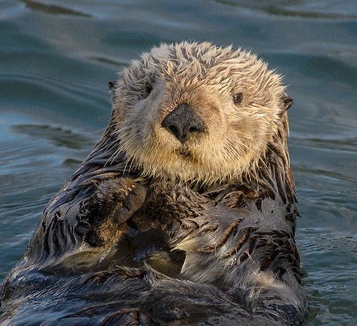 Otter's avatar