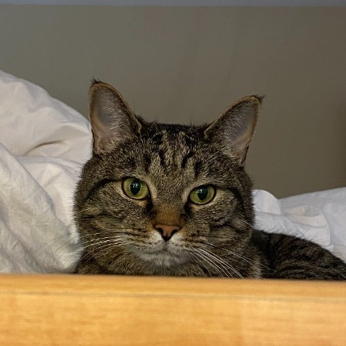 lilicat's avatar