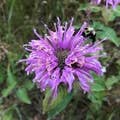 purplewildflower