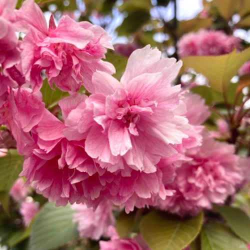 thats_just_how_eye_roll