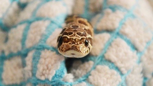 snakes_are_so_so_cute
